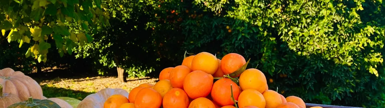 צילום מסך של האתר נאות שדה